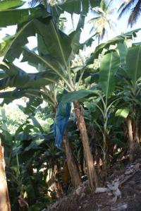 The blue bag is protecting the bananas