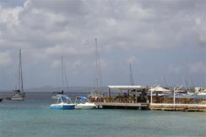 Camomile sitting next to the bar 