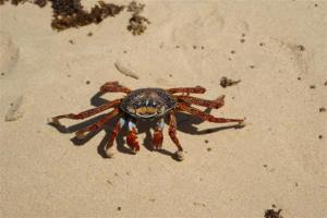 A Sally light foot crab