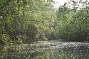 Creepers dangling in the water