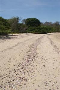 The beautiful beach on Mogo Mogo covered in pink shells