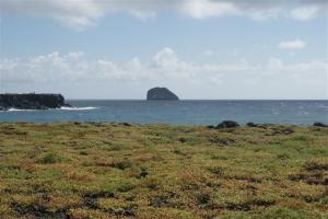 The carpets of red sesuvium