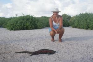 A marine Iguana on the beach