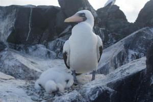 A Nasca boobie with her baby
