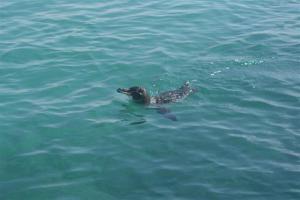 A Galapagos penguin