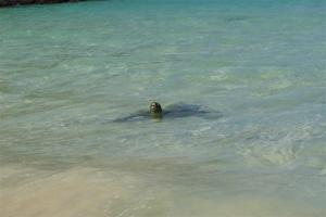 A turtle waiting to come in to lay her eggs