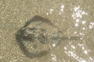 A ray swimming around our feet