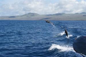 Dolphins leaping out of our wake