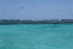 Coral under the water with the reef behind