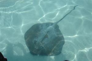 Stingrays by our feet