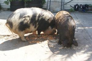 Paris and Ginger having their Christmas treat Paris and Ginger having their Christmas treat
