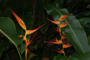 Beautiful flowersHeliconia