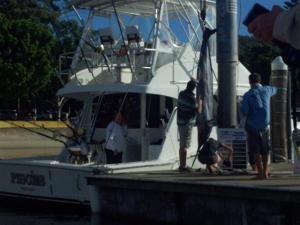 This was the winning Marlin