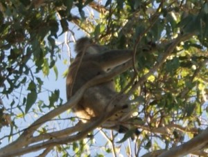 Koala sitting high up in the trees trying his best to ignore us