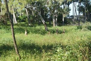 These kangaroos were running wild around the resort