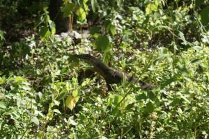 A lizard in the undergrowth