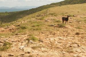 Look for the little newborn goat in the foreground