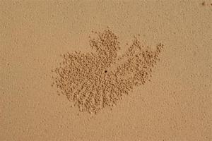 Sand art created by the crabs