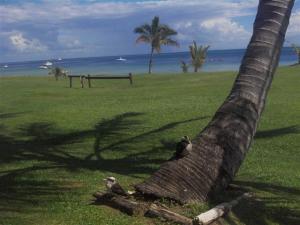 Kookaburras sitting on a tree next to the resort (nothing in the resort worth photographing)
