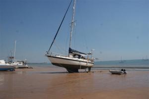 Camomile on the beach