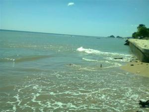 The turtle was gone so fast