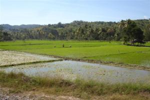 Paddy fields growing rice