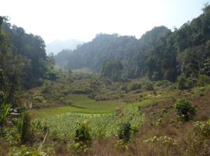 Trekking through the jungle