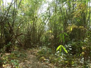 Some where in there there's a path!