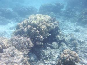 More coral