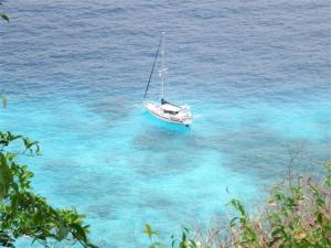 Camomile in the beautiful azure water