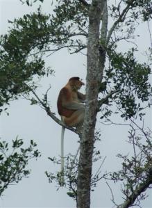 Proboscis monkey