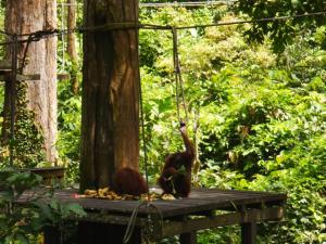 Orang-utans feeding