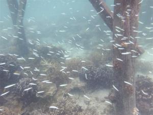 Little white fish under the jetty