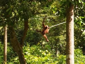 Orang-utan swinging through the trees