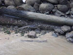 Monitor lizard prowling the shoreline