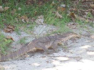 A monitor lizard prowling around the island