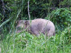 Another pygmy elephant
