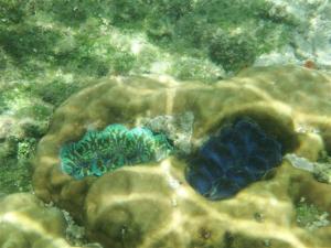 Beautiful clams under the water