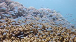 Fish swimming over coral
