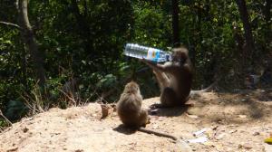 Monkey drinking from the bottle
