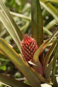 Wild pineapples