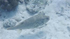 Puffer fish about the size of my foot