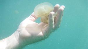 Handling jelly fish