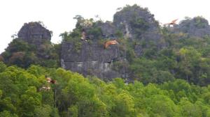 There are 5 sea eagles in this photo