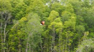 Just the one in flight