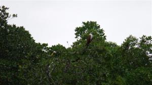 Managed to get close to this one