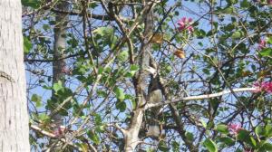 A Hornbill in the trees