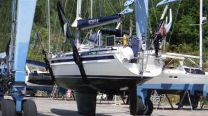 Norsa coming out of the water