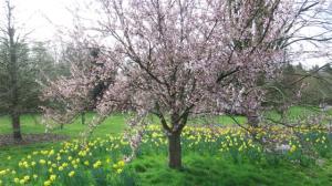 Beautiful spring flowers
