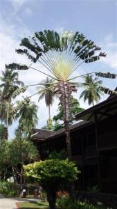 Beautiful fan palm